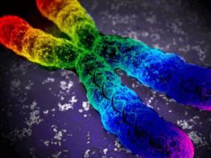 Investigación apunta a disforia de género en los genes