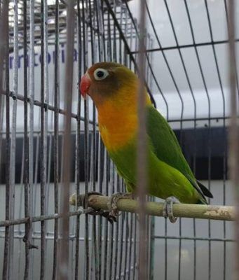 Aves exóticas no son obsequios: 21 especies mexicanas en peligro de extinción