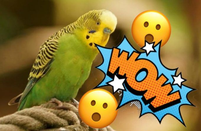 5 sorprendentes datos del ‘Chimuelo’ que pasaron inadvertidos